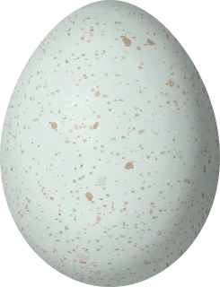 Illustration of a Fasciated Tiger Heron (Tigrisoma fasciatum) egg, 58.5 × 44.7 mm