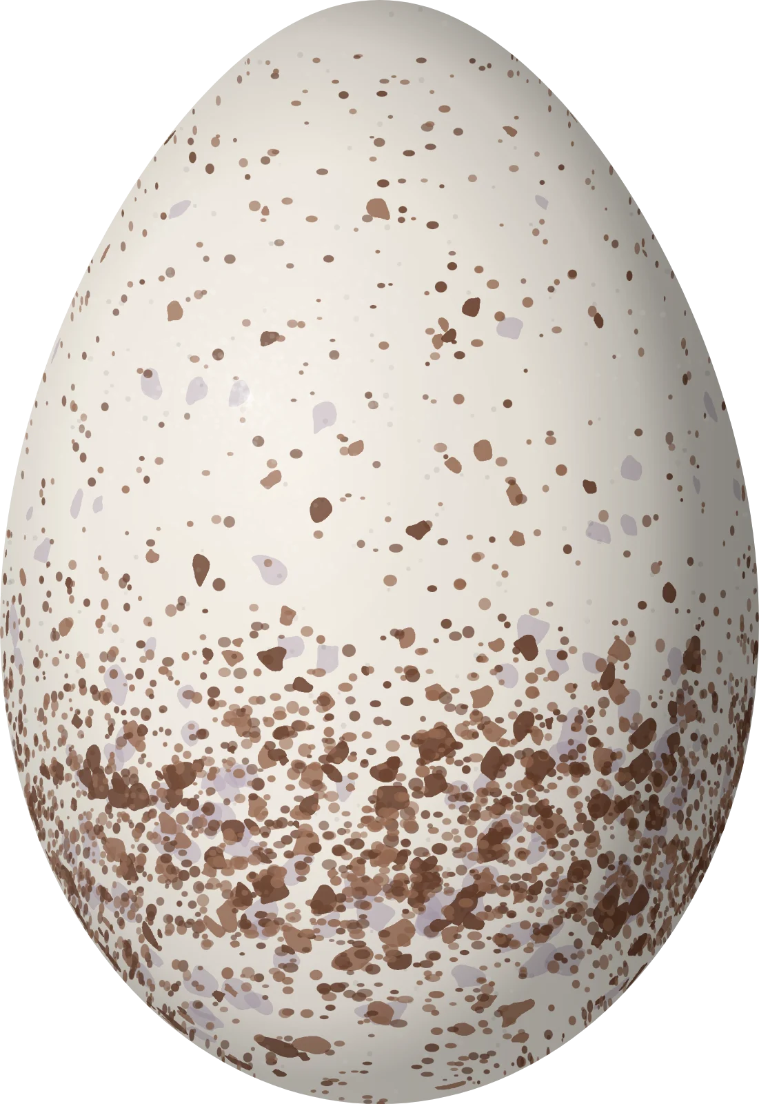Illustration of a Fasciated Wren (Campylorhynchus fasciatus) egg, 23.1 × 15.9 mm
