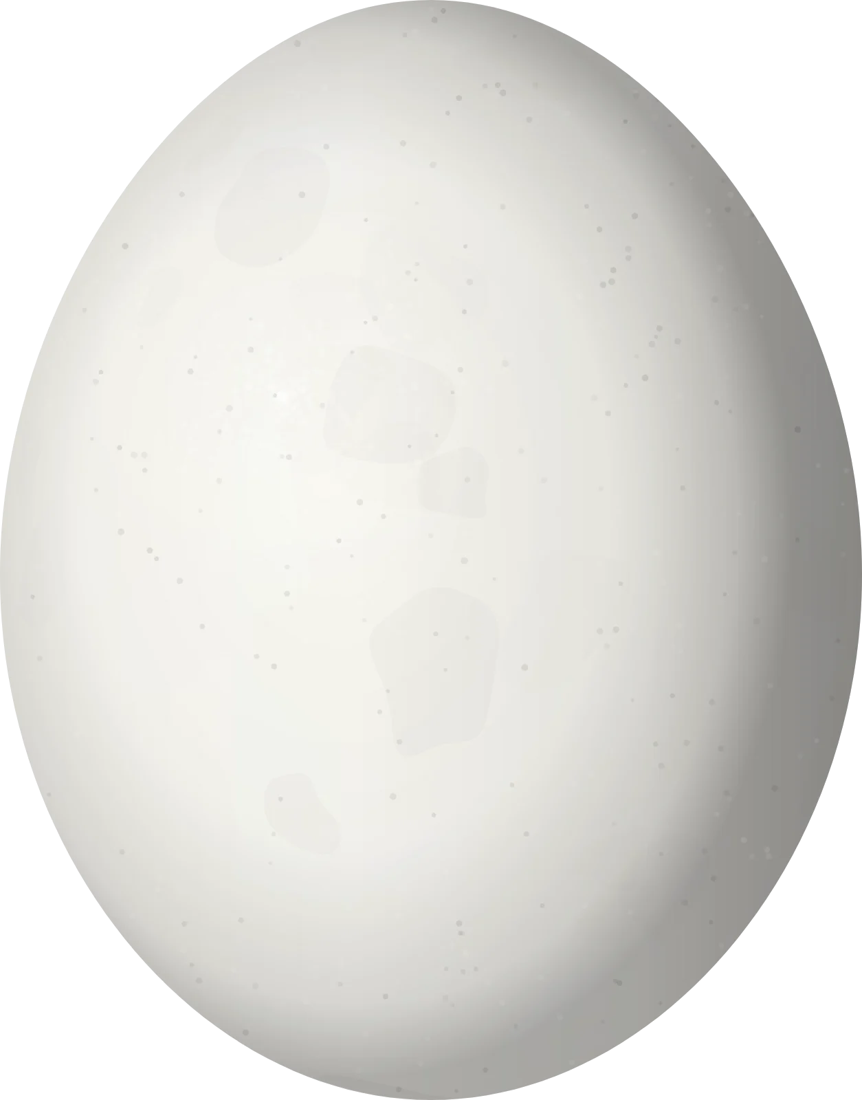 Illustration of a Festive Amazon (Amazona festiva) egg, 37 × 29 mm