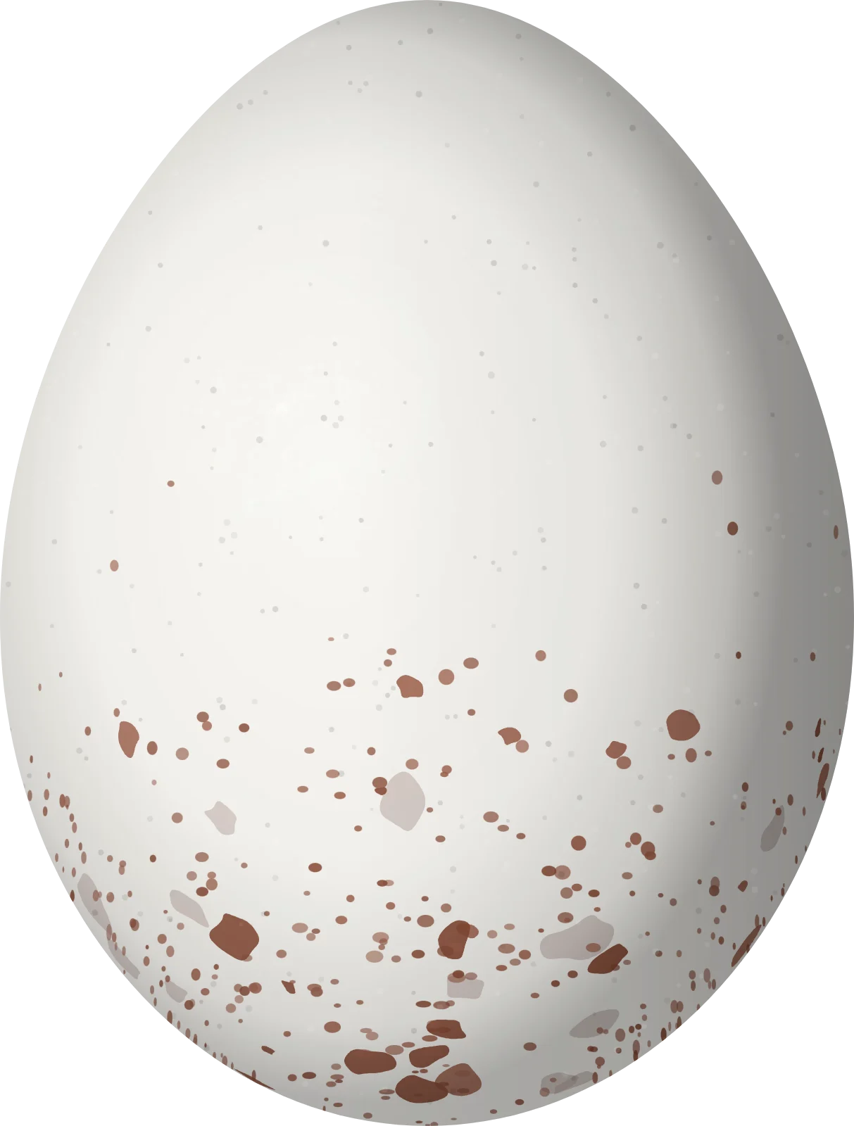 Illustration of a Fork-tailed Storm-Petrel (Hydrobates furcatus) egg, 33.9 × 25.7 mm