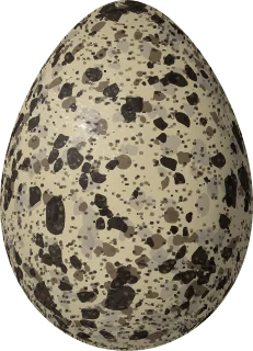 Illustration of a Forster's Tern (Sterna forsteri) egg, 43 × 31 mm