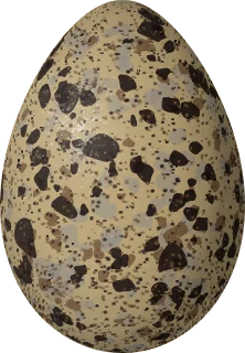 Illustration of a Franklin's Gull (Leucophaeus pipixcan) egg, 52 × 36 mm