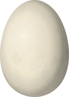 Gadwall egg, 55.3 × 39.7 mm
