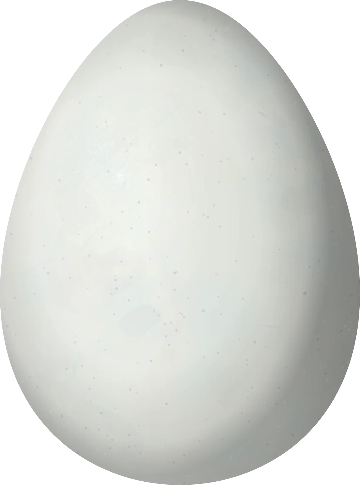 Illustration of a Galapagos Penguin (Spheniscus mendiculus) egg, 74.7 × 55.4 mm