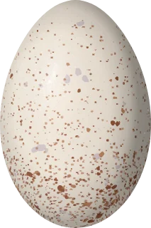 Illustration of a Giant Wood Rail (Aramides ypecaha) egg, 57 × 38 mm