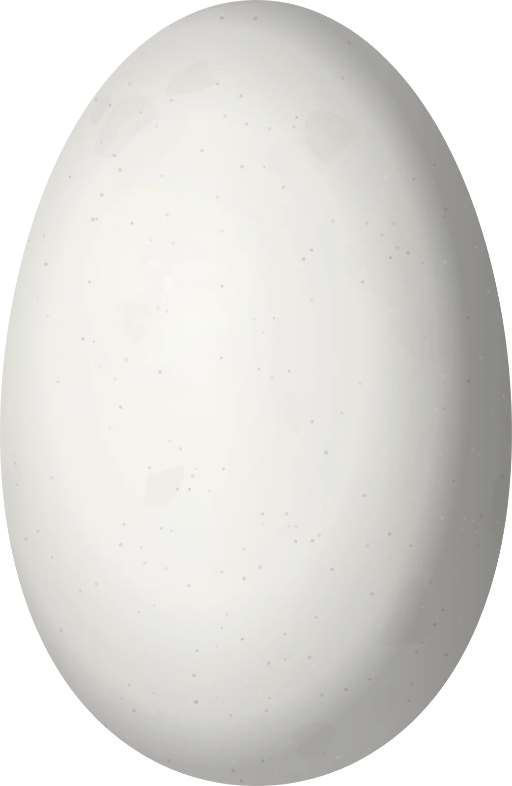 Illustration of a Gilded Sapphire (Hylocharis chrysura) egg, 13.2 × 8.6 mm