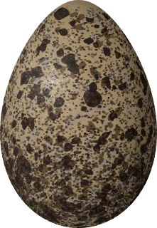 Illustration of a Glaucous Gull (Larus hyperboreus) egg, 75.8 × 52.4 mm