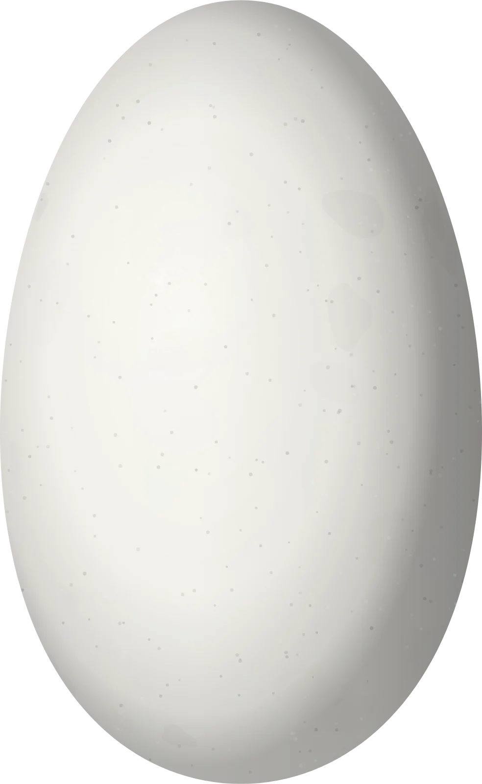 Illustration of a Golden-bellied Starfrontlet (Coeligena bonapartei) egg, 16.1 × 9.9 mm