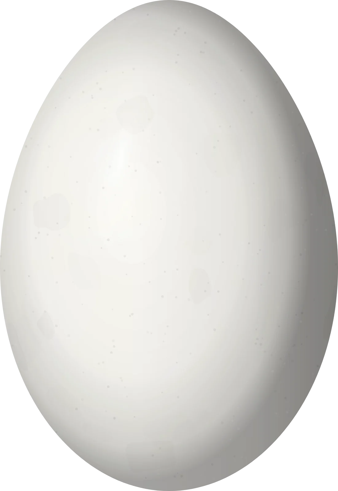 Illustration of a Golden-cheeked Woodpecker (Melanerpes chrysogenys) egg, 25.9 × 17.8 mm