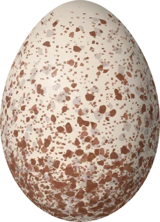 Golden-crowned Sparrow egg, 22.7 × 16.4 mm