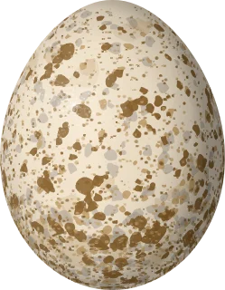 Golden Eagle egg, 74.5 × 58 mm
