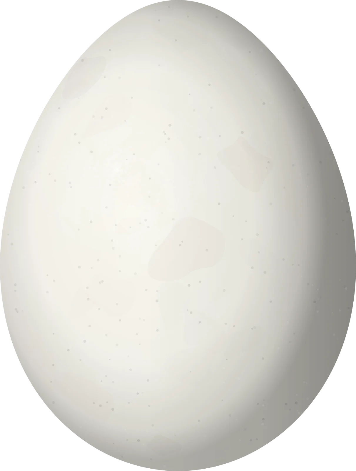 Illustration of a Gray Flycatcher (Empidonax wrightii) egg, 17.7 × 13.4 mm