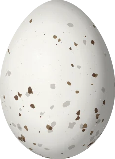 Gray Kingbird egg, 25.1 × 18.2 mm
