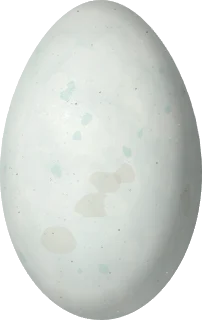 Great Cormorant egg, 64.8 × 40.9 mm