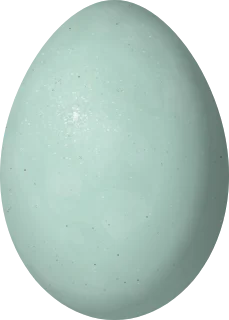 Illustration of a Great Egret (Ardea alba) egg, 56.5 × 40.5 mm