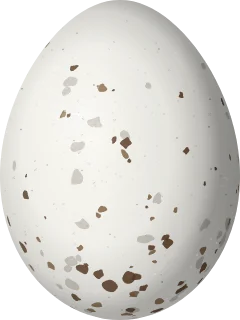Greater Pewee egg, 21.1 × 15.8 mm
