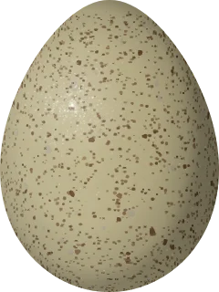 Greater Prairie-Chicken egg, 44.86 × 33.59 mm