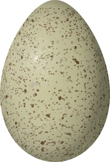 Greater Sage-Grouse egg, 56.5 × 38.5 mm