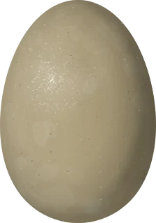 Greater Scaup egg, 62.4 × 43.7 mm