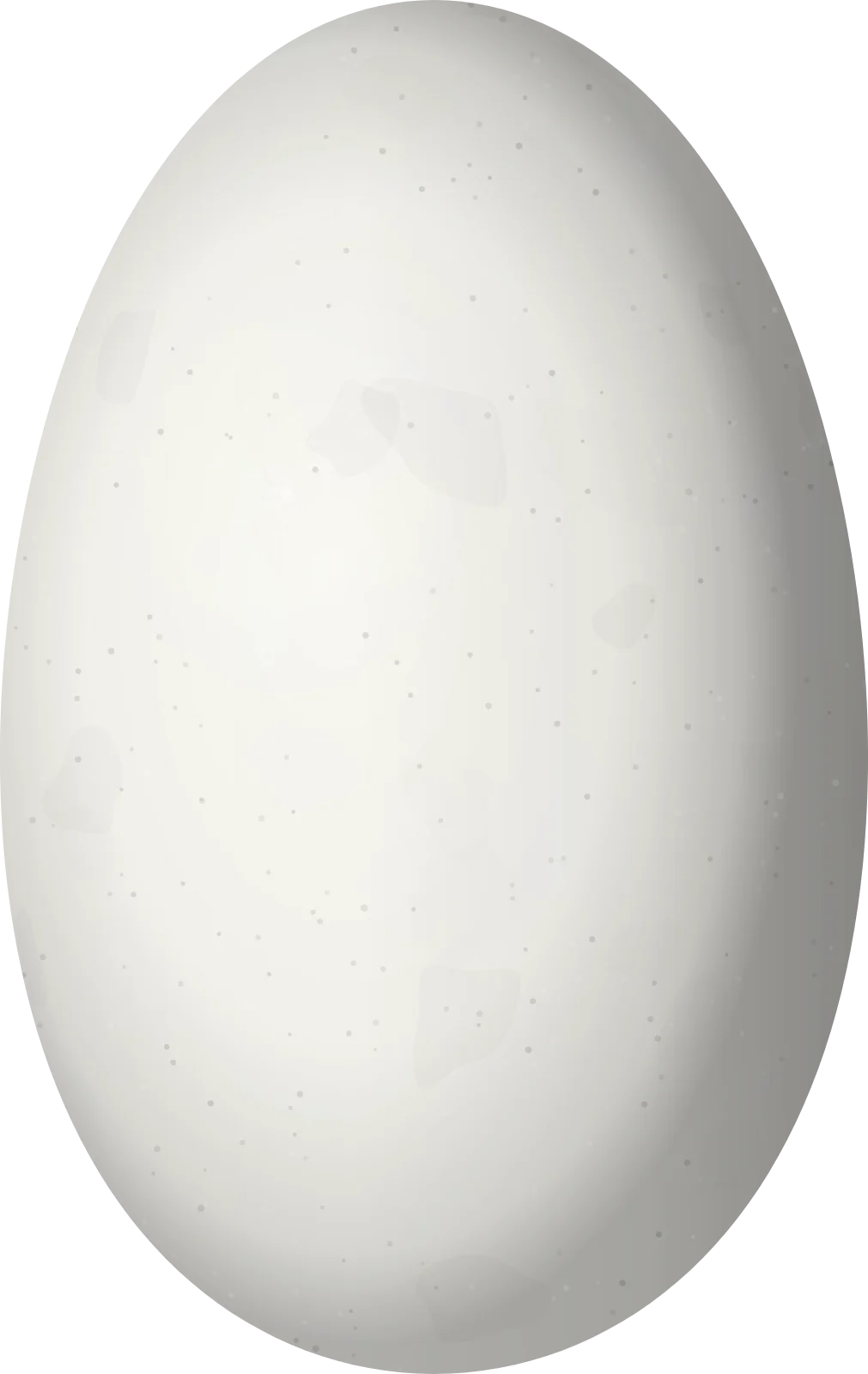 Illustration of a Green-bellied Hummingbird (Saucerottia viridigaster) egg, 14.4 × 9.1 mm