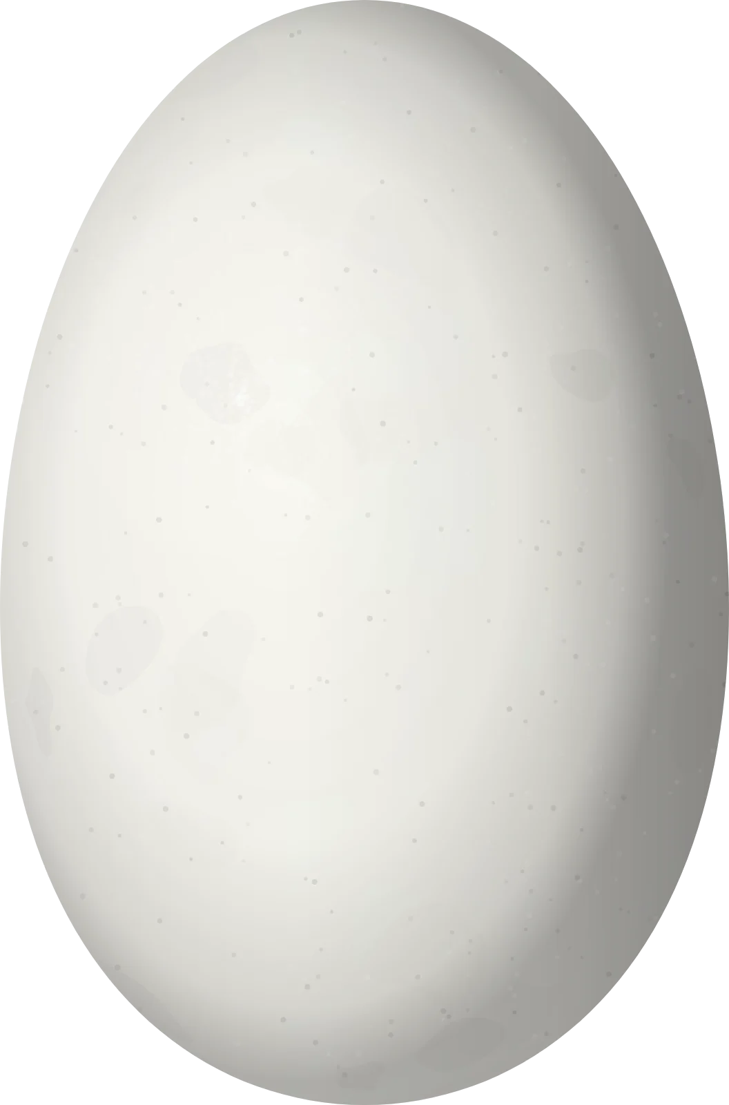 Illustration of a Green-breasted Mango (Anthracothorax prevostii) egg, 14.7 × 9.7 mm