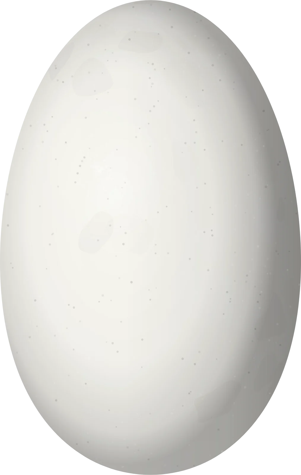 Illustration of a Green-tailed Emerald (Chlorostilbon alice) egg, 12.3 × 7.8 mm