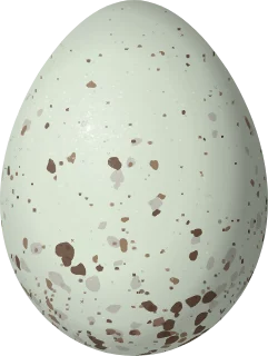 Illustration of a Green-tailed Warbler (Microligea palustris) egg, 19.6 × 14.75 mm