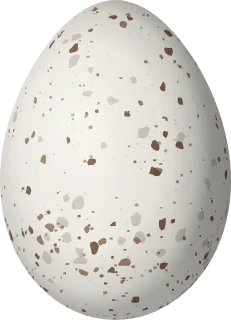Illustration of a Green Warbler-Finch (Certhidea olivacea) egg, 18 × 13 mm