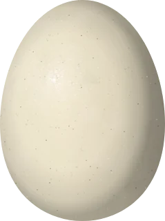 Green-winged Teal egg, 45.8 × 34.2 mm