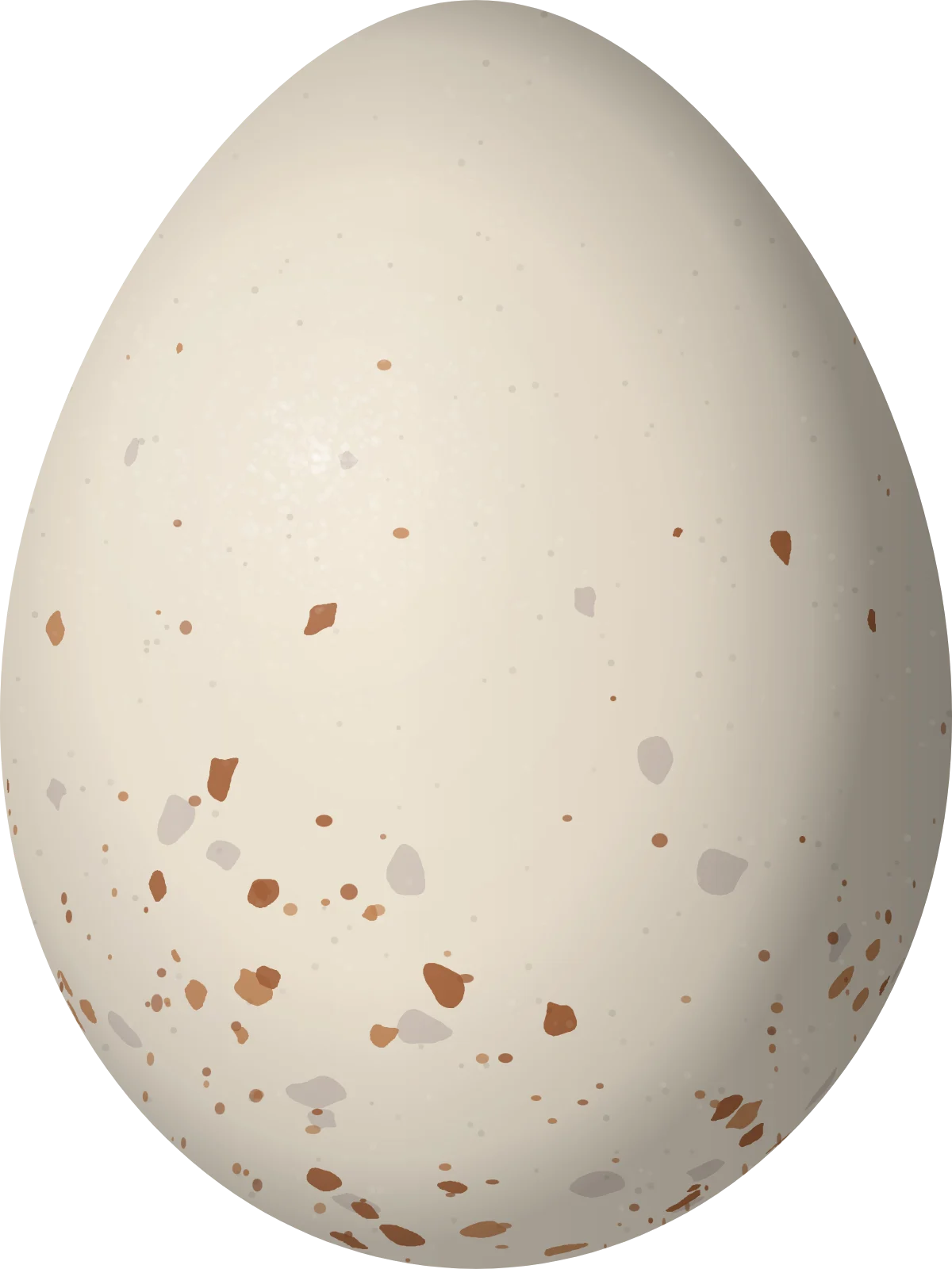 Illustration of a Grey-breasted Flycatcher (Lathrotriccus griseipectus) egg, 18 × 13.5 mm