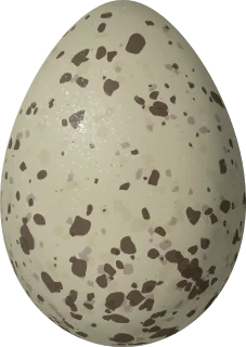 Illustration of a Grey Gull (Leucophaeus modestus) egg, 58.2 × 41.2 mm