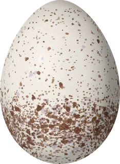 Illustration of a Grey-mantled Wren (Odontorchilus branickii) egg, 20.4 × 14.9 mm