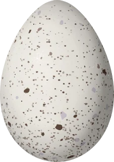 Illustration of a Grey Noddy (Anous albivitta) egg, 42.4 × 30 mm