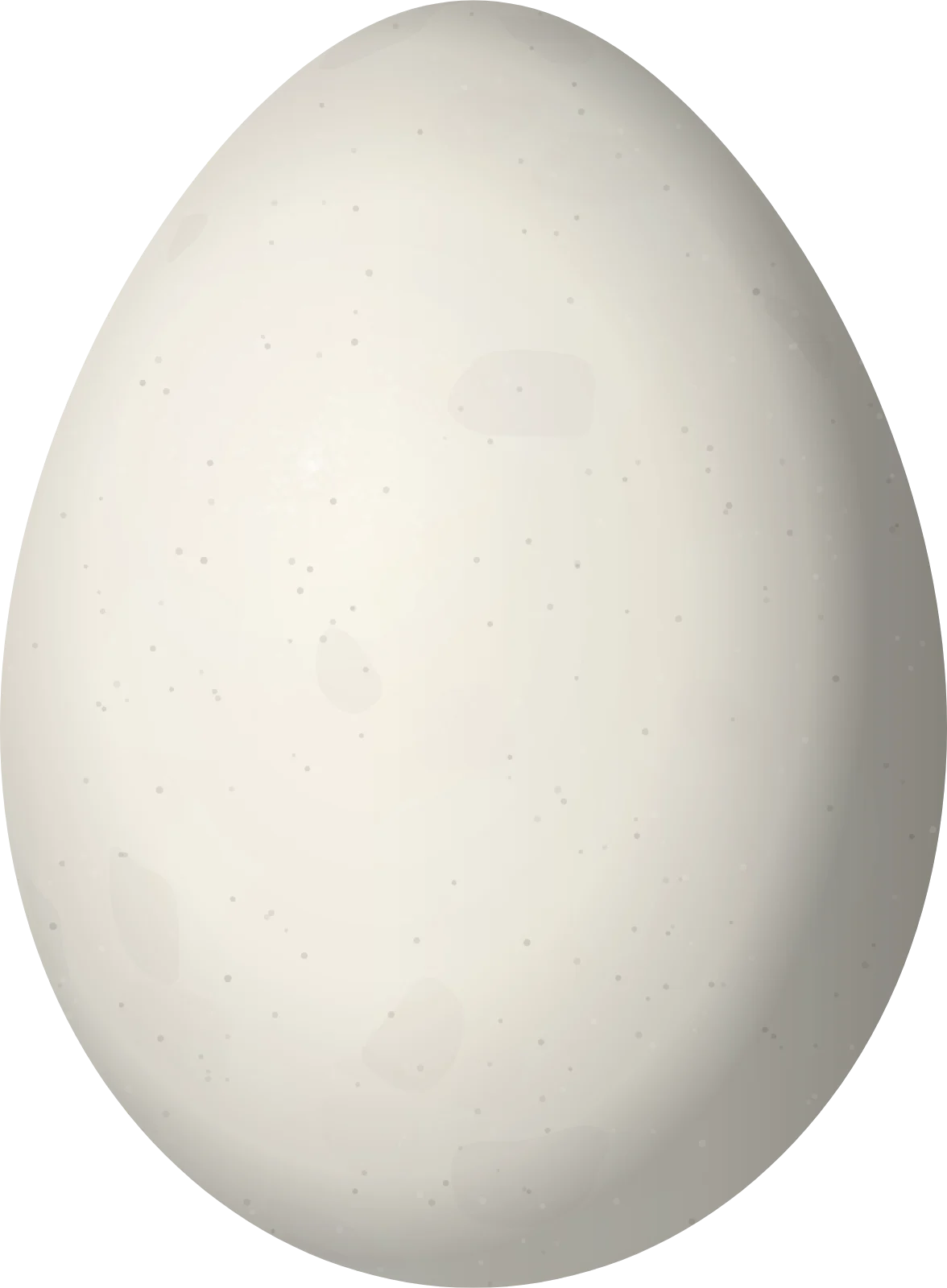 Illustration of a Guianan Tyrannulet (Zimmerius acer) egg, 15.1 × 11.1 mm