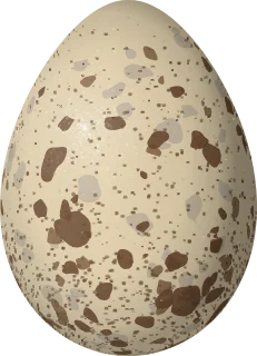 Illustration of a Gull-billed Tern (Gelochelidon nilotica) egg, 47 × 34 mm