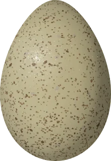 Gunnison Sage-Grouse egg, 55 × 38 mm