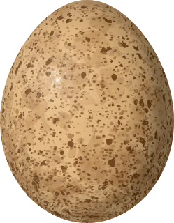 Gyrfalcon egg, 58.7 × 45.7 mm