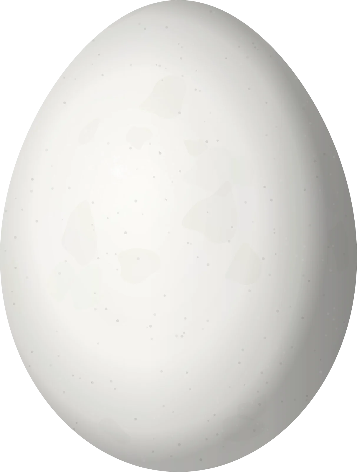 Illustration of a Hairy Woodpecker (Leuconotopicus villosus) egg, 23.81 × 18.04 mm