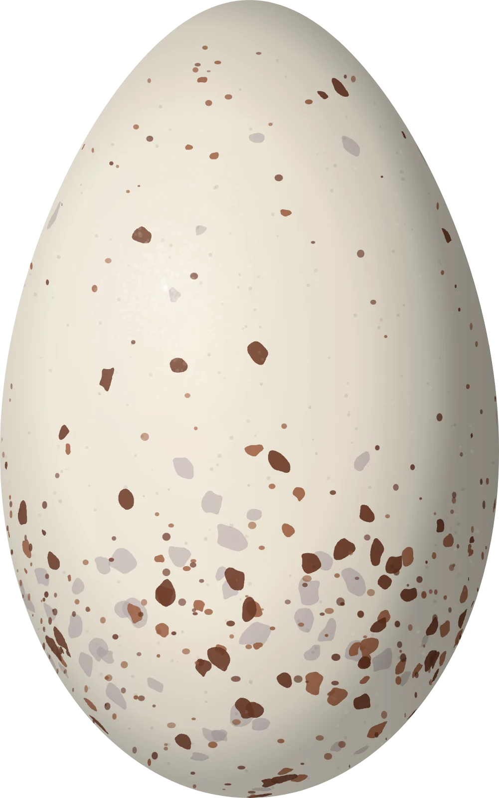 Illustration of a Highland Elaenia (Elaenia obscura) egg, 22.7 × 14.2 mm