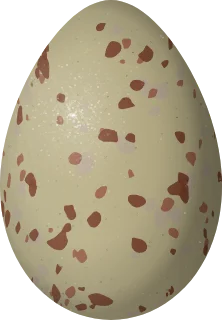 Himalayan Snowcock egg, 65.4 × 45.4 mm