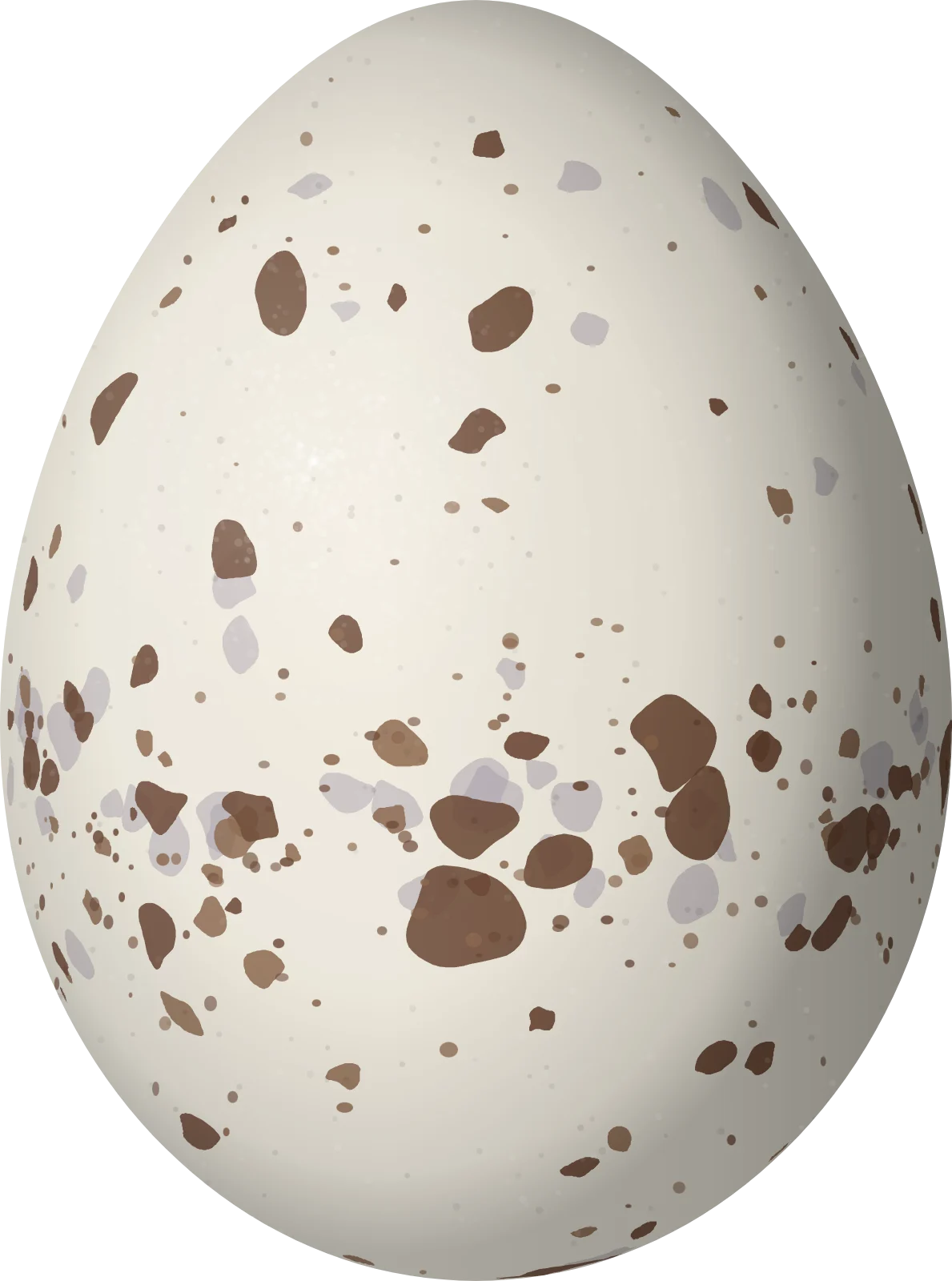 Illustration of a Hispaniolan Pewee (Contopus hispaniolensis) egg, 18.3 × 13.6 mm
