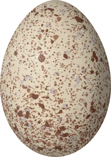 Illustration of a Horned Coot (Fulica cornuta) egg, 64.1 × 45.4 mm