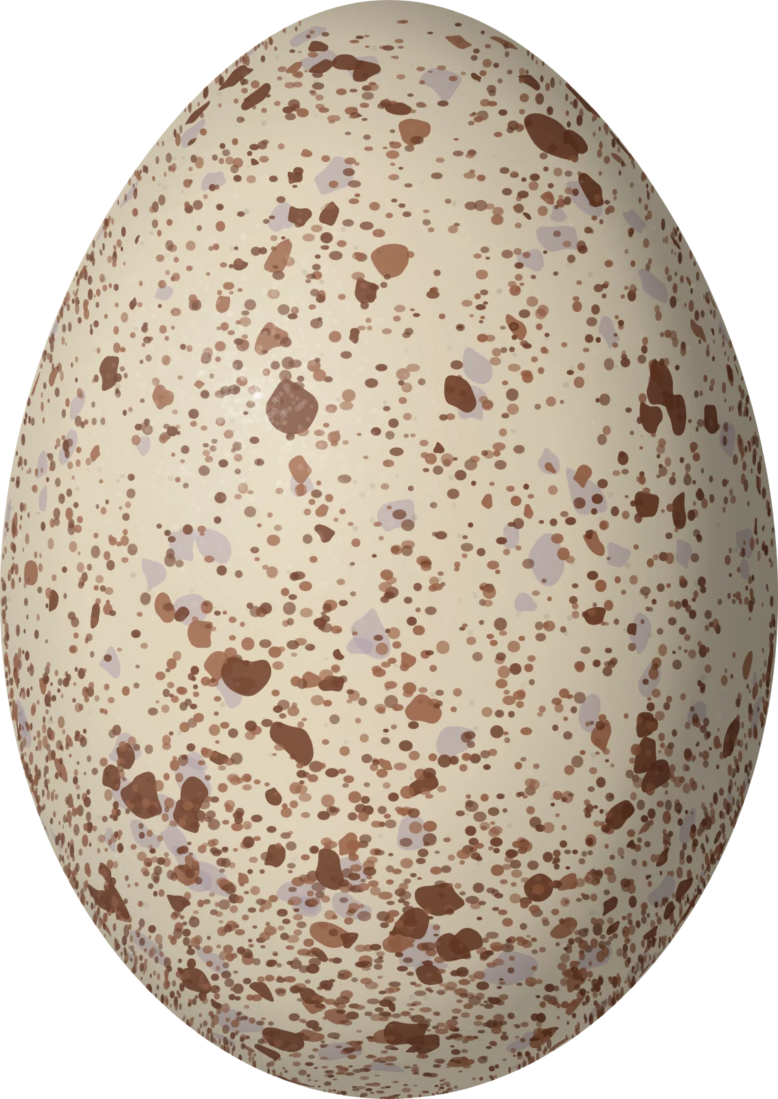 Illustration of a Horned Coot (Fulica cornuta) egg, 64.1 × 45.4 mm