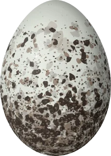 House Sparrow egg, 21 × 15 mm