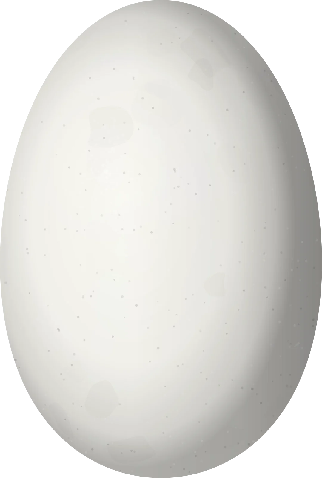 Illustration of a Humboldt's Sapphire (Chrysuronia humboldtii) egg, 13.2 × 8.9 mm