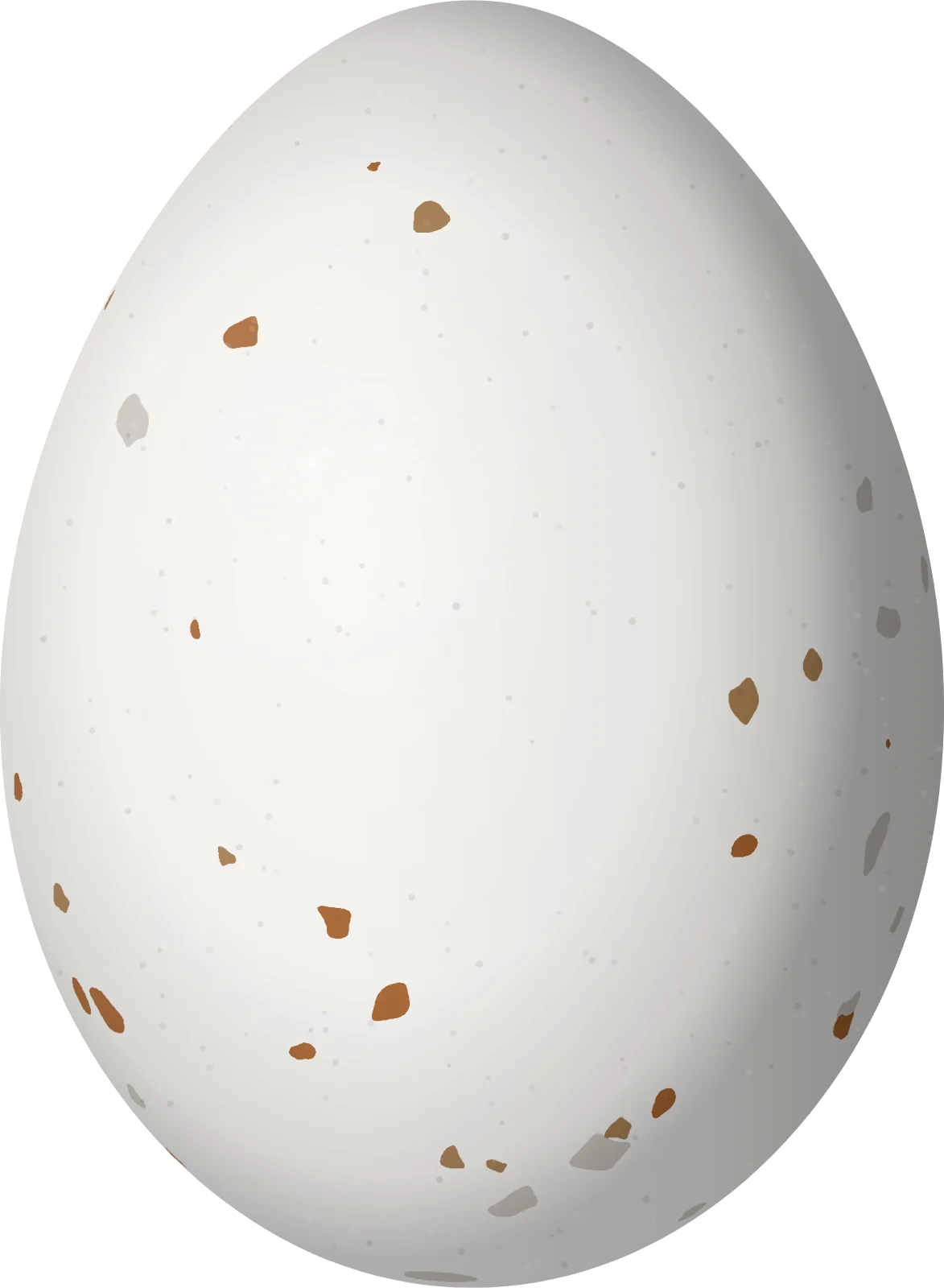 Illustration of a Hutton's Vireo (Vireo huttoni) egg, 18 × 13.2 mm
