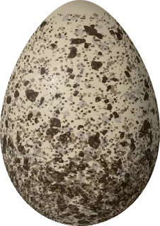Illustration of an Iceland Gull (Larus glaucoides) egg, 68 × 48 mm