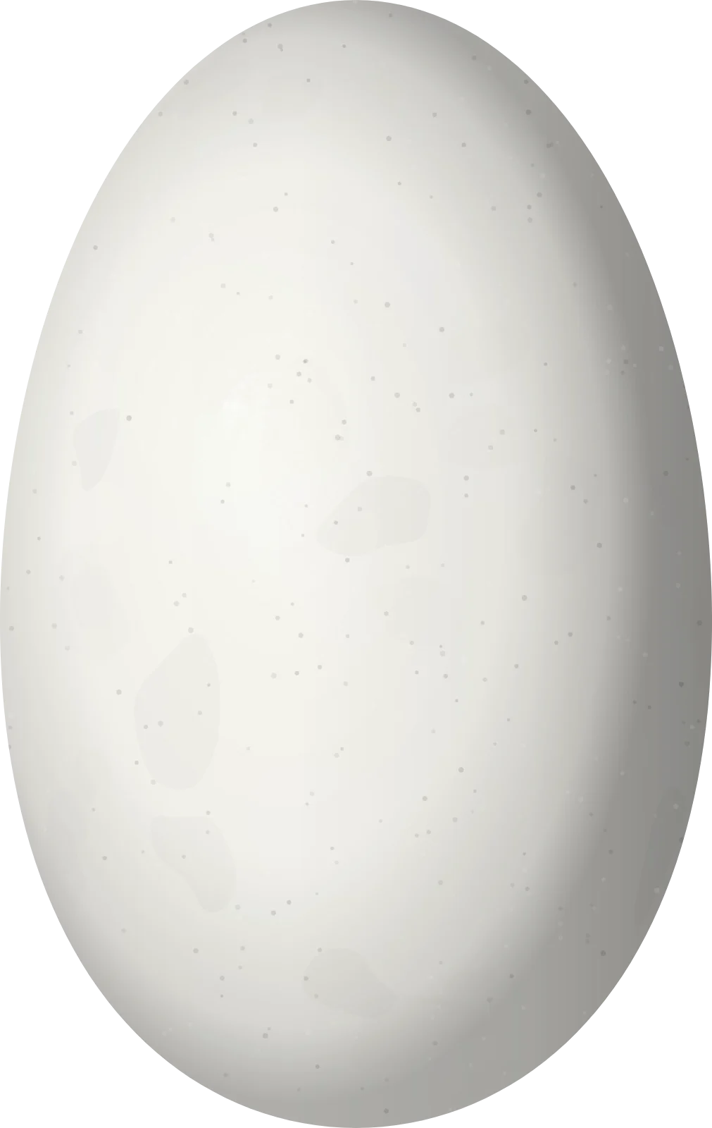 Illustration of an Indigo-capped Hummingbird (Saucerottia cyanifrons) egg, 14.4 × 9.1 mm