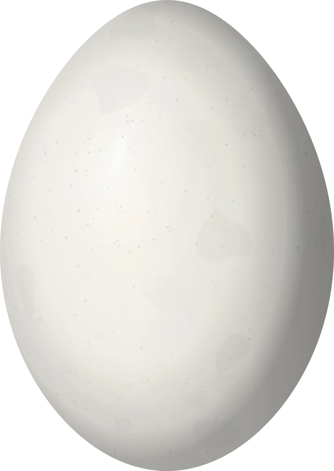 Illustration of an Ivory-billed Aracari (Pteroglossus azara) egg, 33 × 23.4 mm