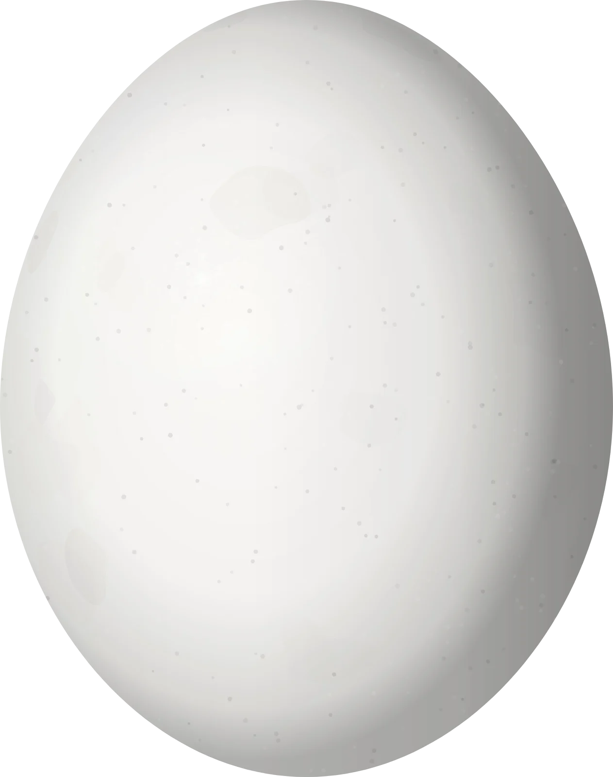 Illustration of a Jandaya Parakeet (Aratinga jandaya) egg, 28.5 × 22.5 mm